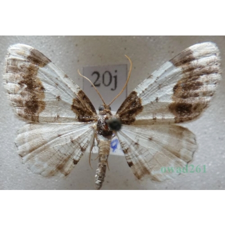 Ligdia adustata (denis & schiffermüller, 1775) Plamiec trzmieliniak Czech20j